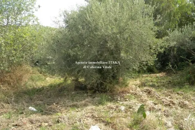 insertion image