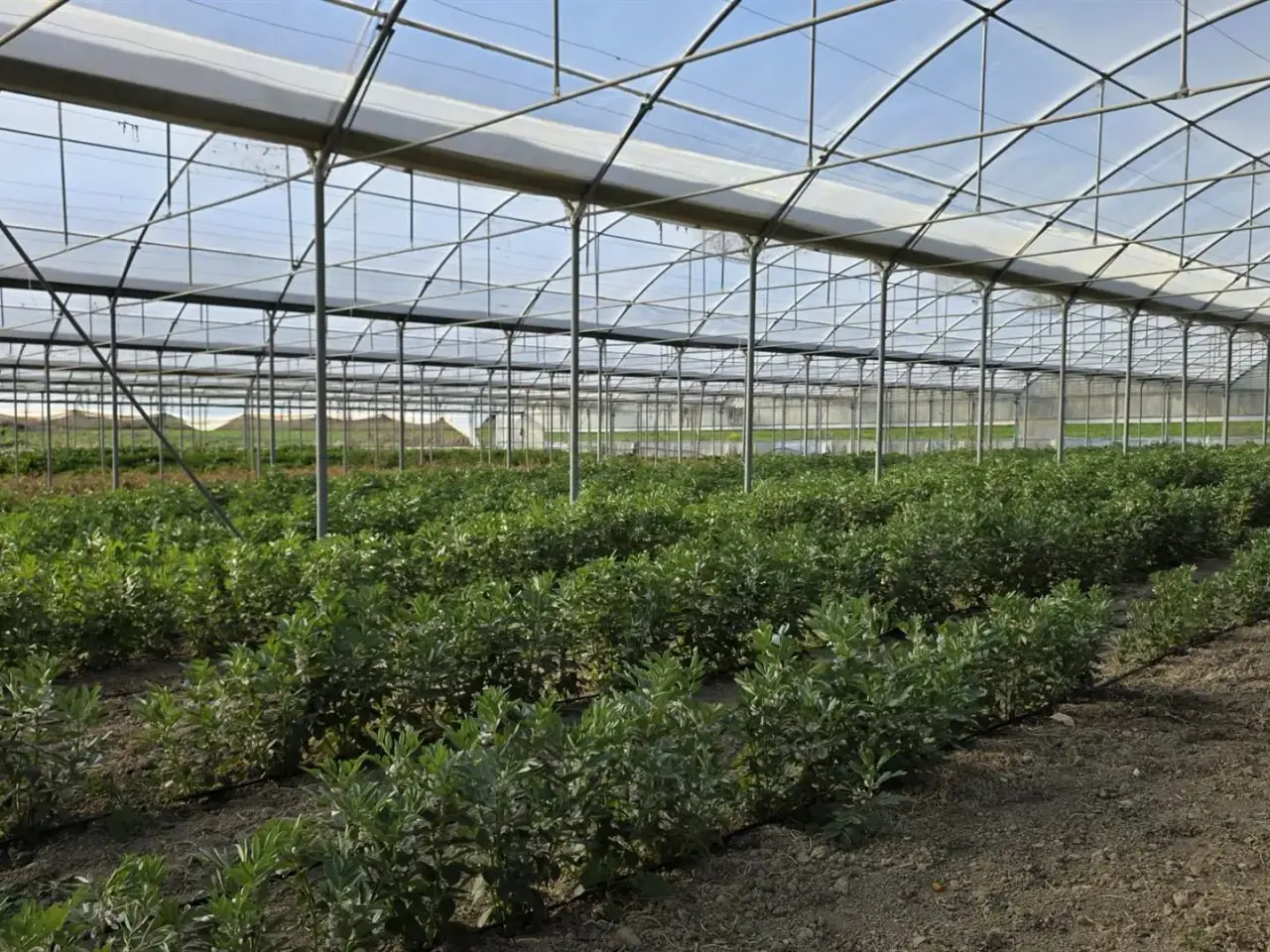 Azienda agricola in , Tarquinia, {3} - Foto 2