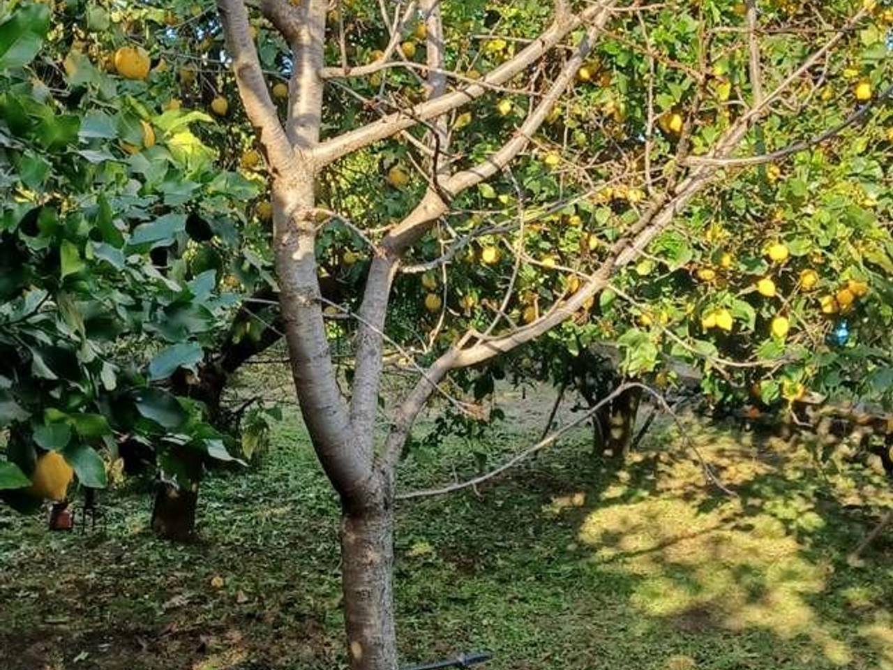 immagine annuncio 8 di 9