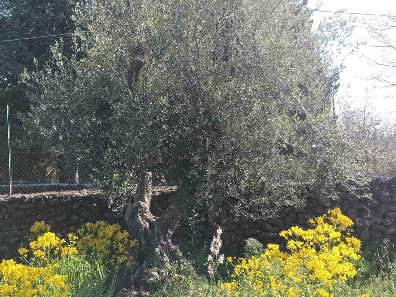 immagine annuncio 2 di 13