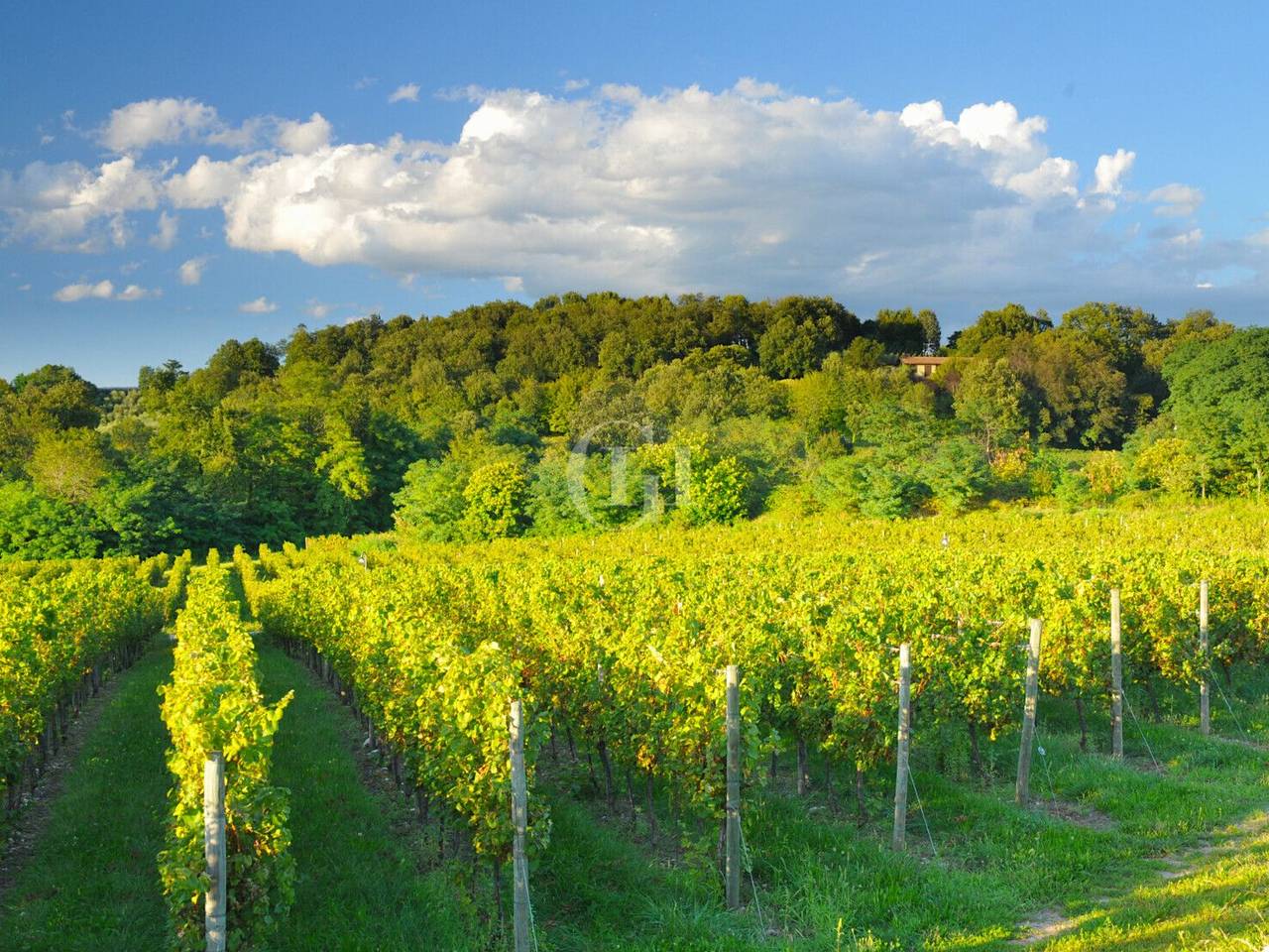 immagine annuncio 13 di 14