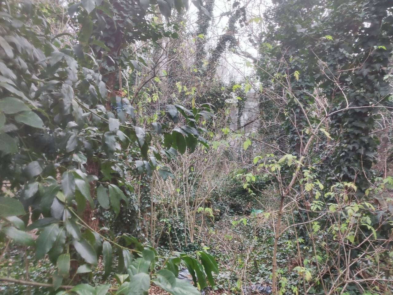immagine annuncio 2 di 6