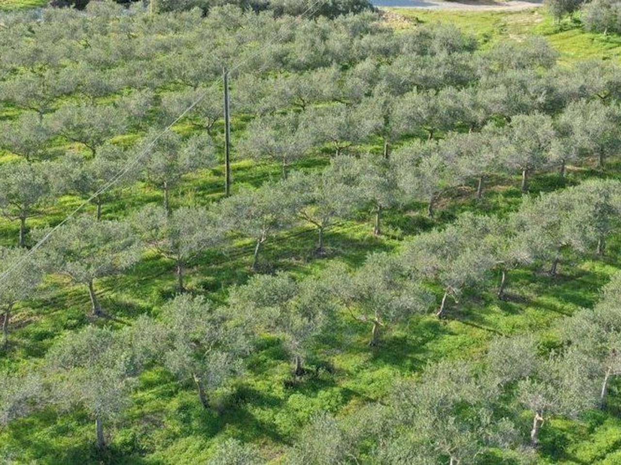 immagine annuncio 5 di 6