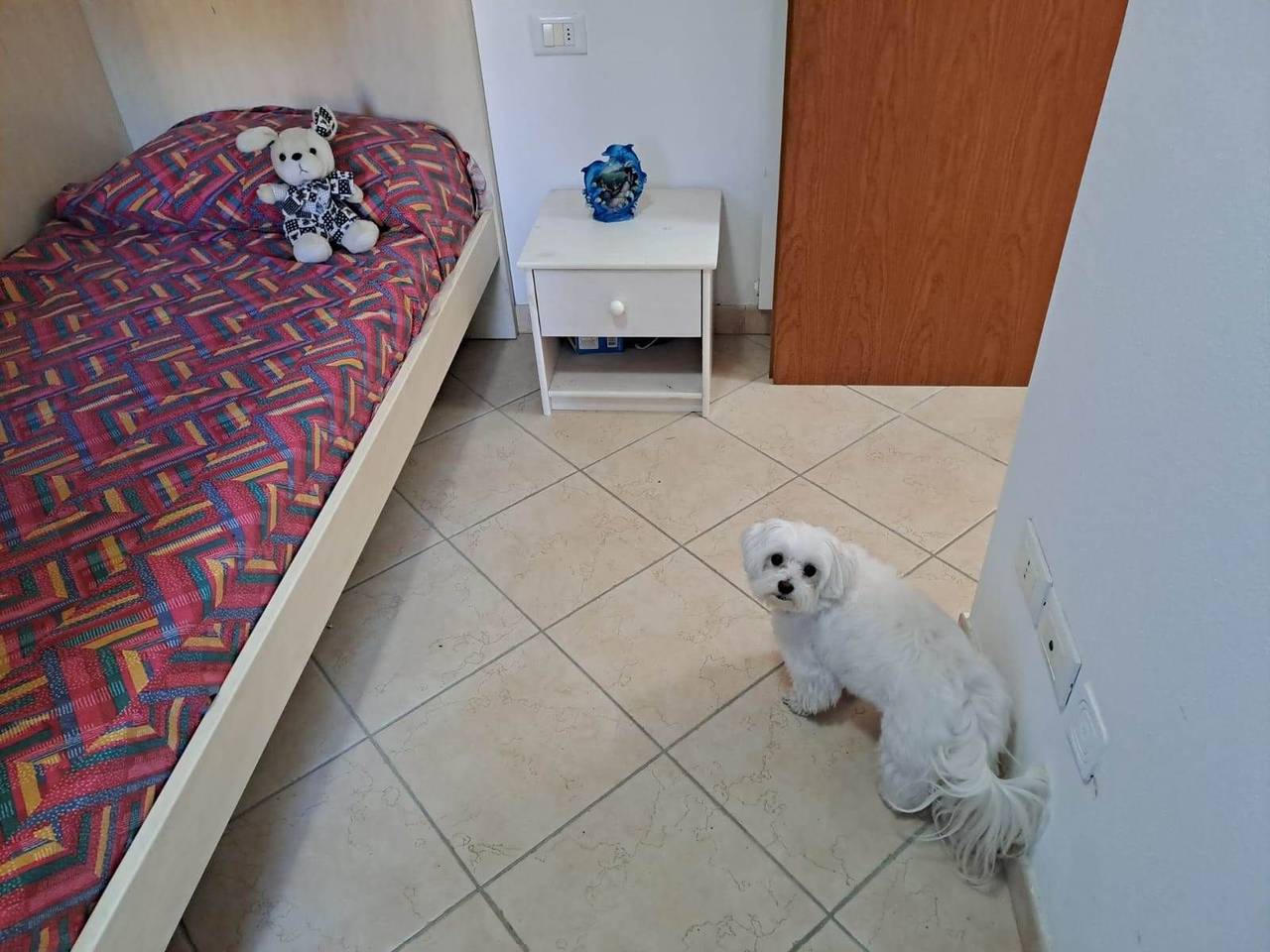 immagine annuncio 12 di 15