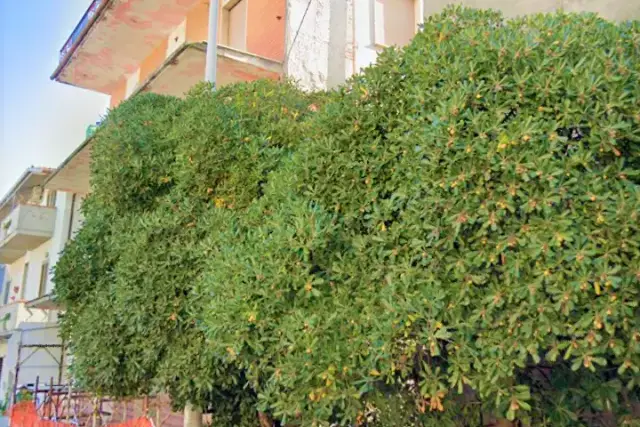 insertion image