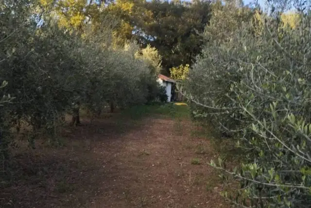 Agricultural land, Livorno - Photo 1