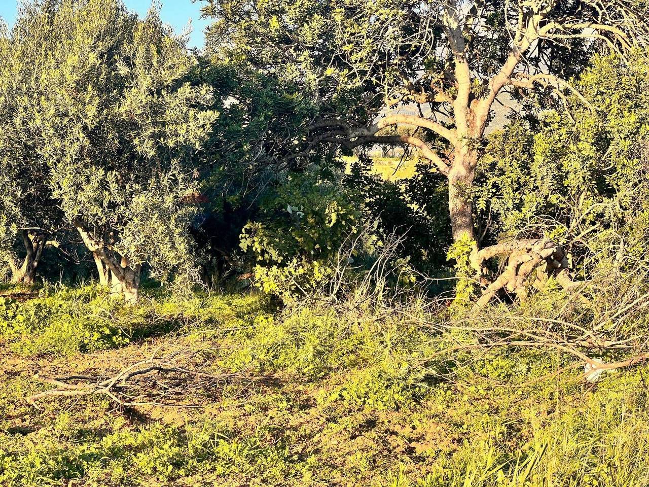 immagine annuncio 2 di 8