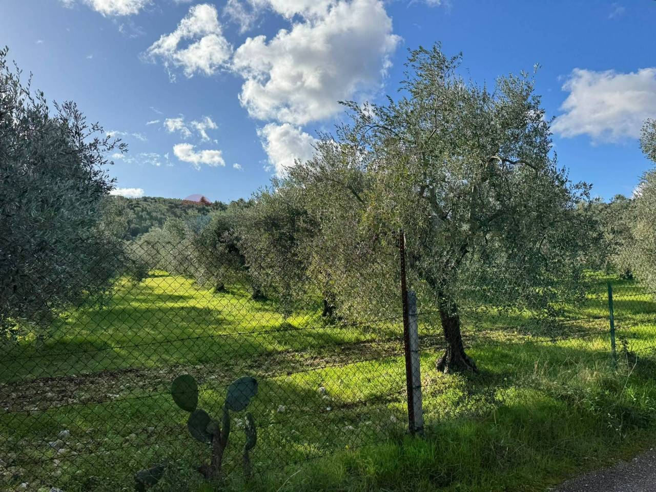 immagine annuncio 5 di 12
