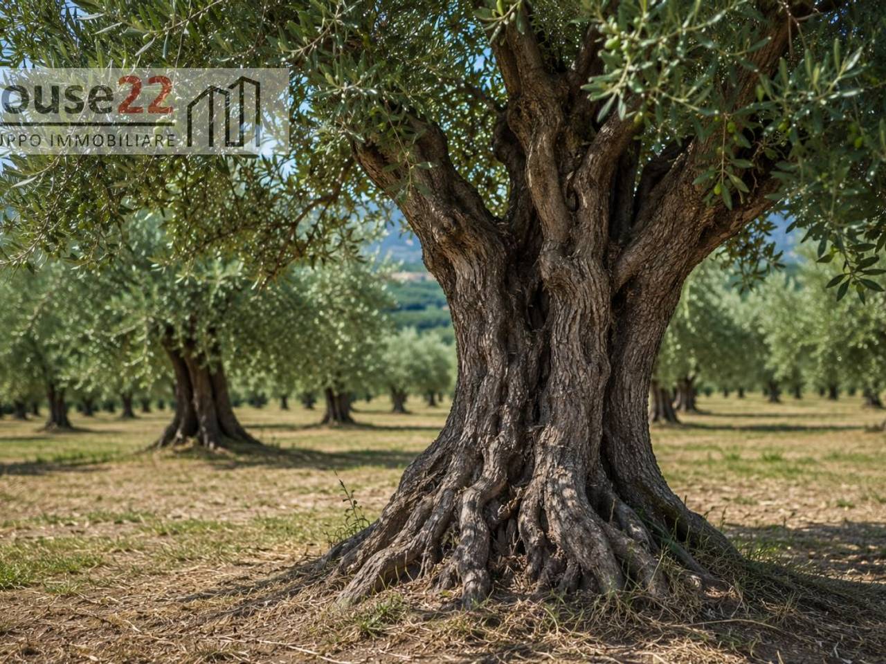 immagine annuncio 2 di 8