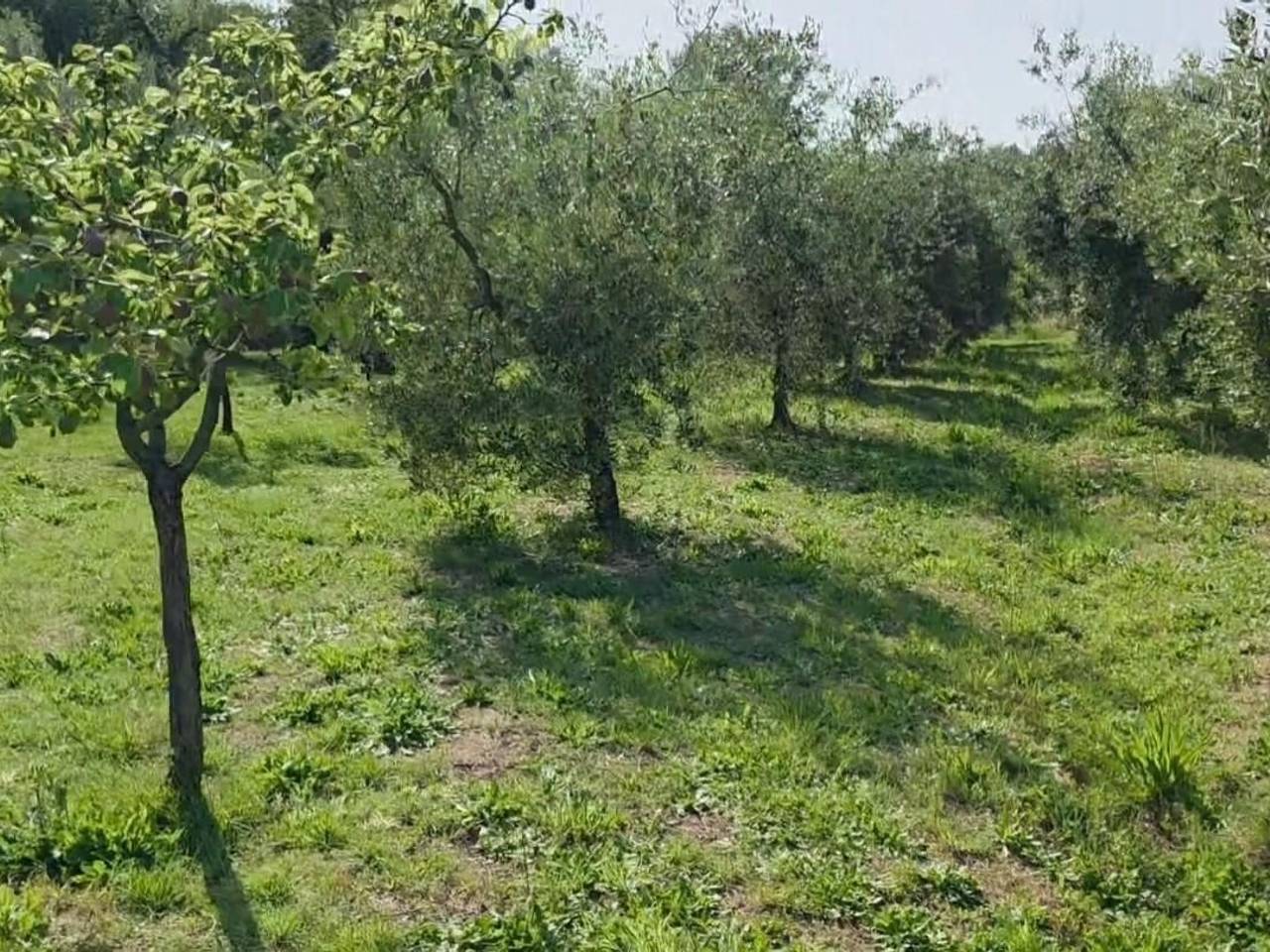 immagine annuncio 10 di 13