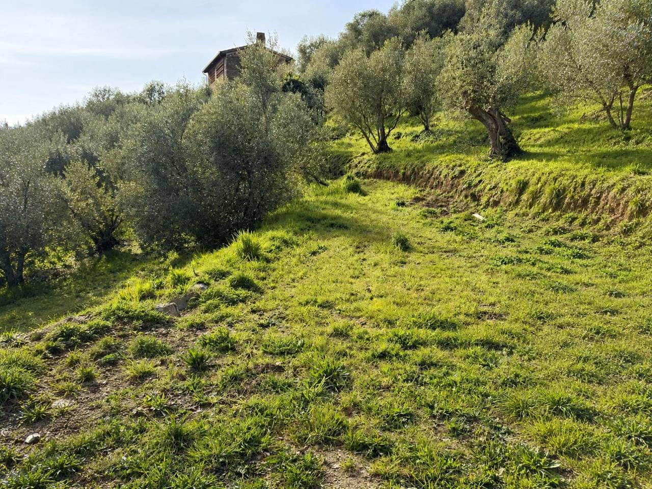 immagine annuncio 2 di 13