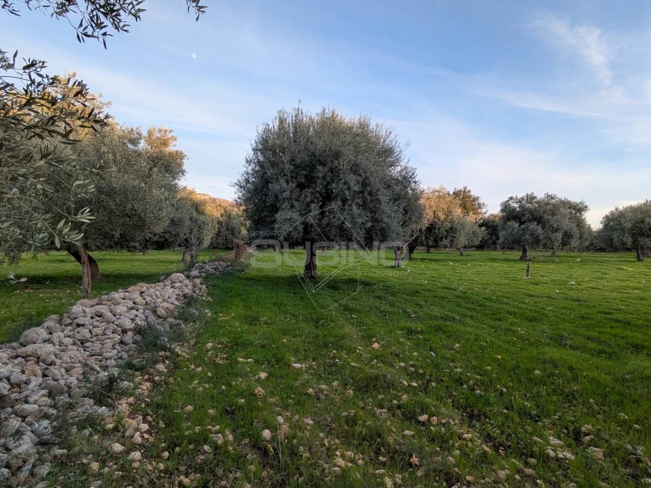 immagine annuncio 10 di 14
