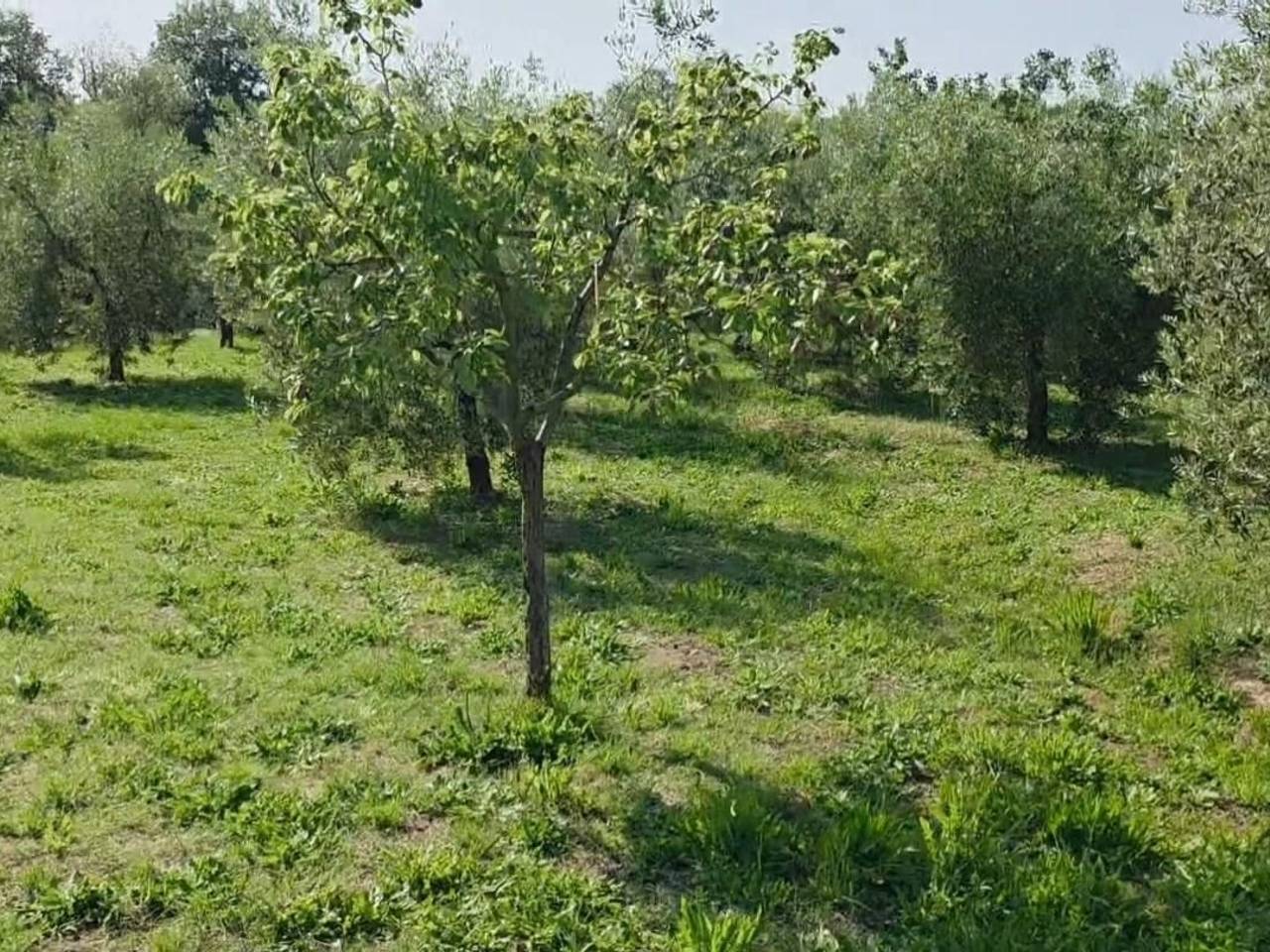 immagine annuncio 12 di 13