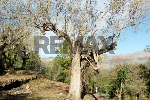insertion image