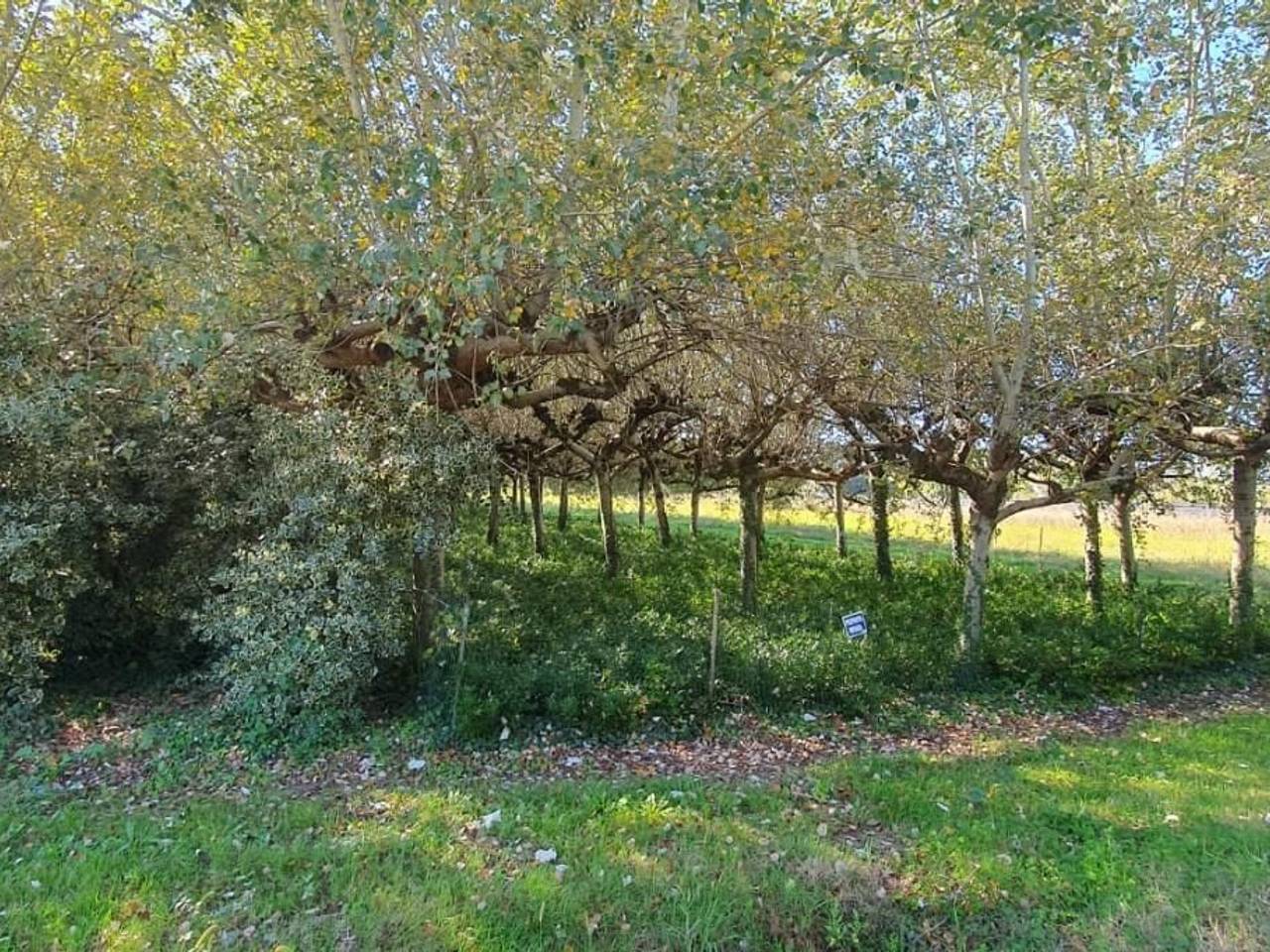 immagine annuncio 7 di 9