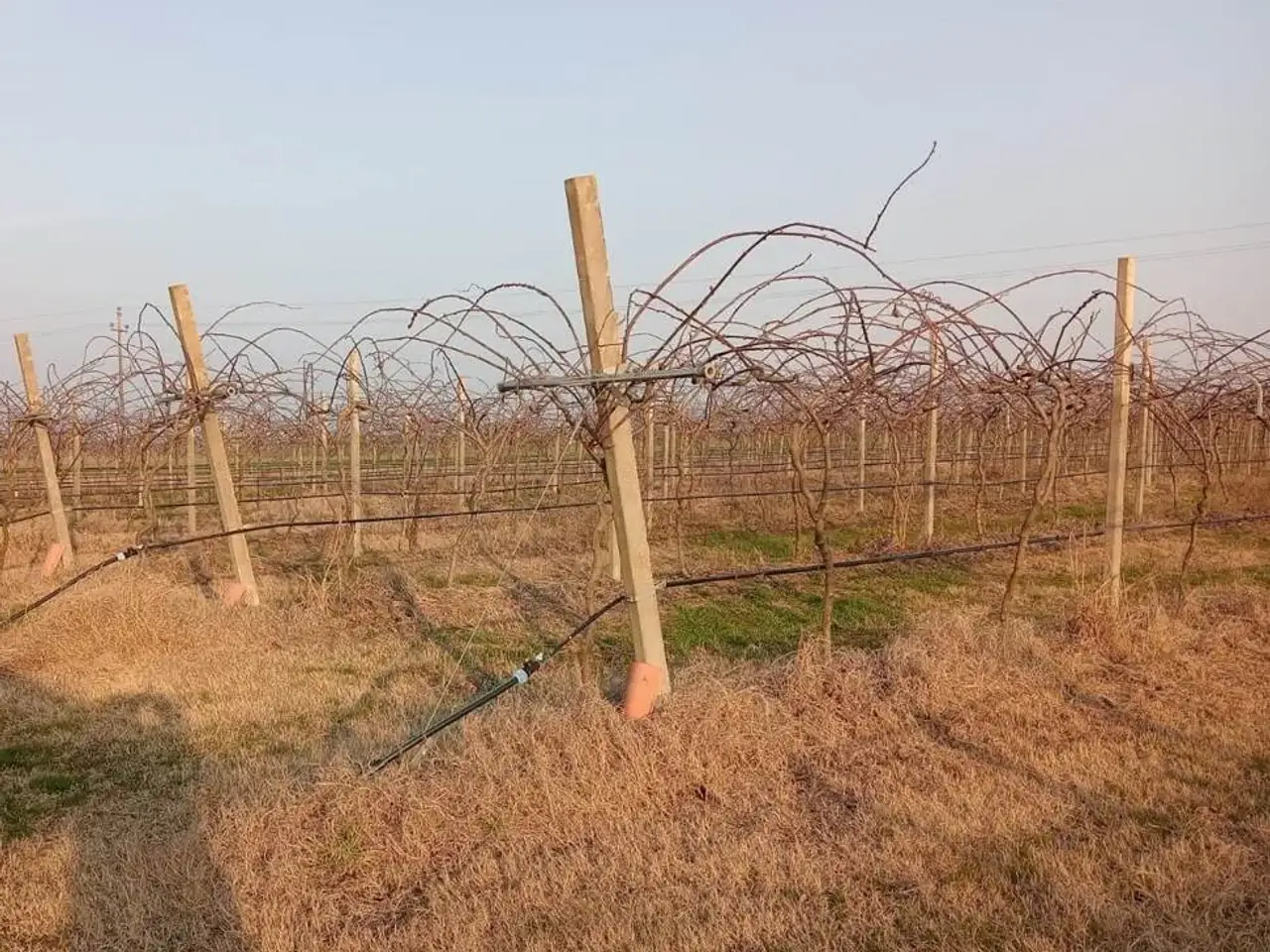 Azienda agricola in  - Zona Pievequinta, Forli', Forli'-Cesena, Forli', {3} - Foto 1