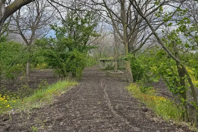 insertion image