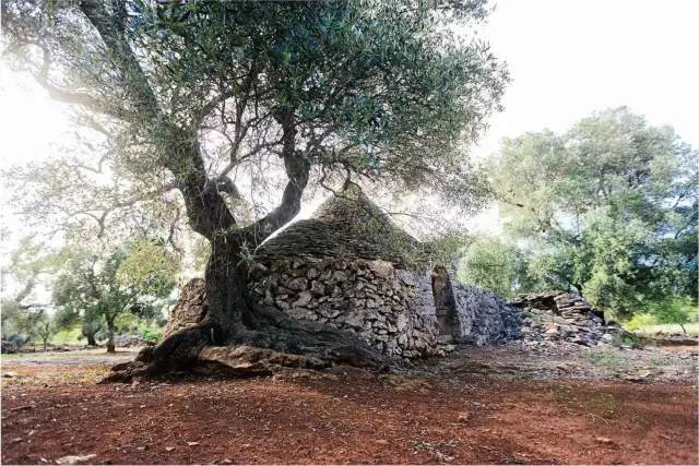 Rustico, Ceglie Messapica - Foto 1