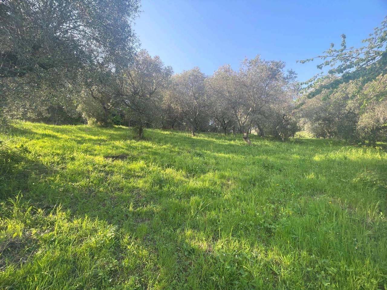 immagine annuncio 7 di 11