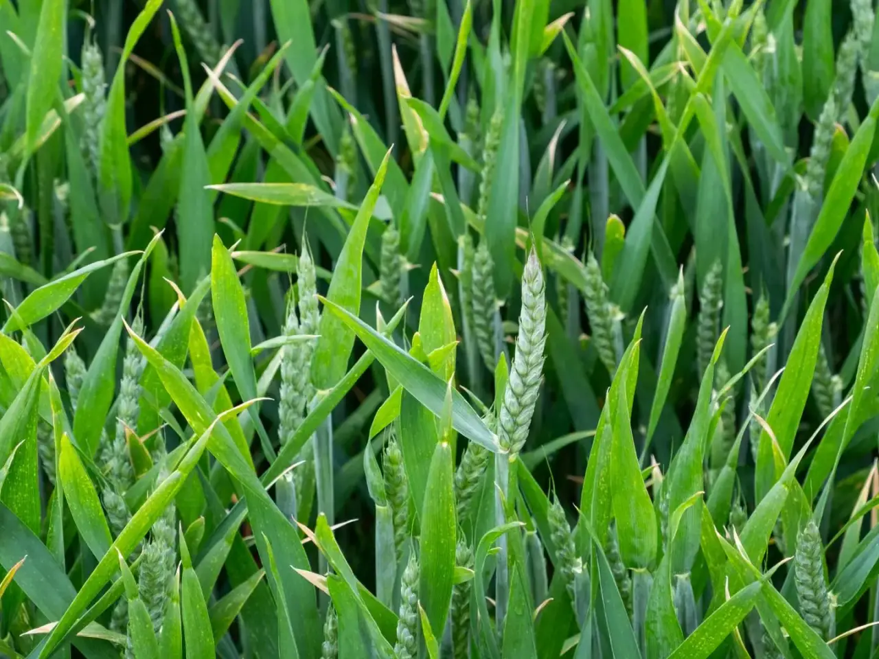 Azienda agricola in , Bomarzo, {3} - Foto 2