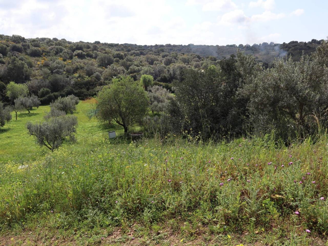 immagine annuncio 10 di 15