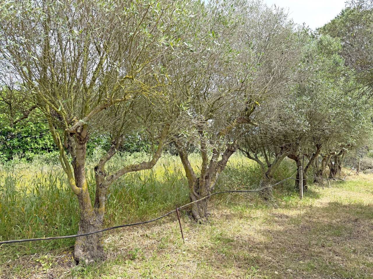 immagine annuncio 1 di 6