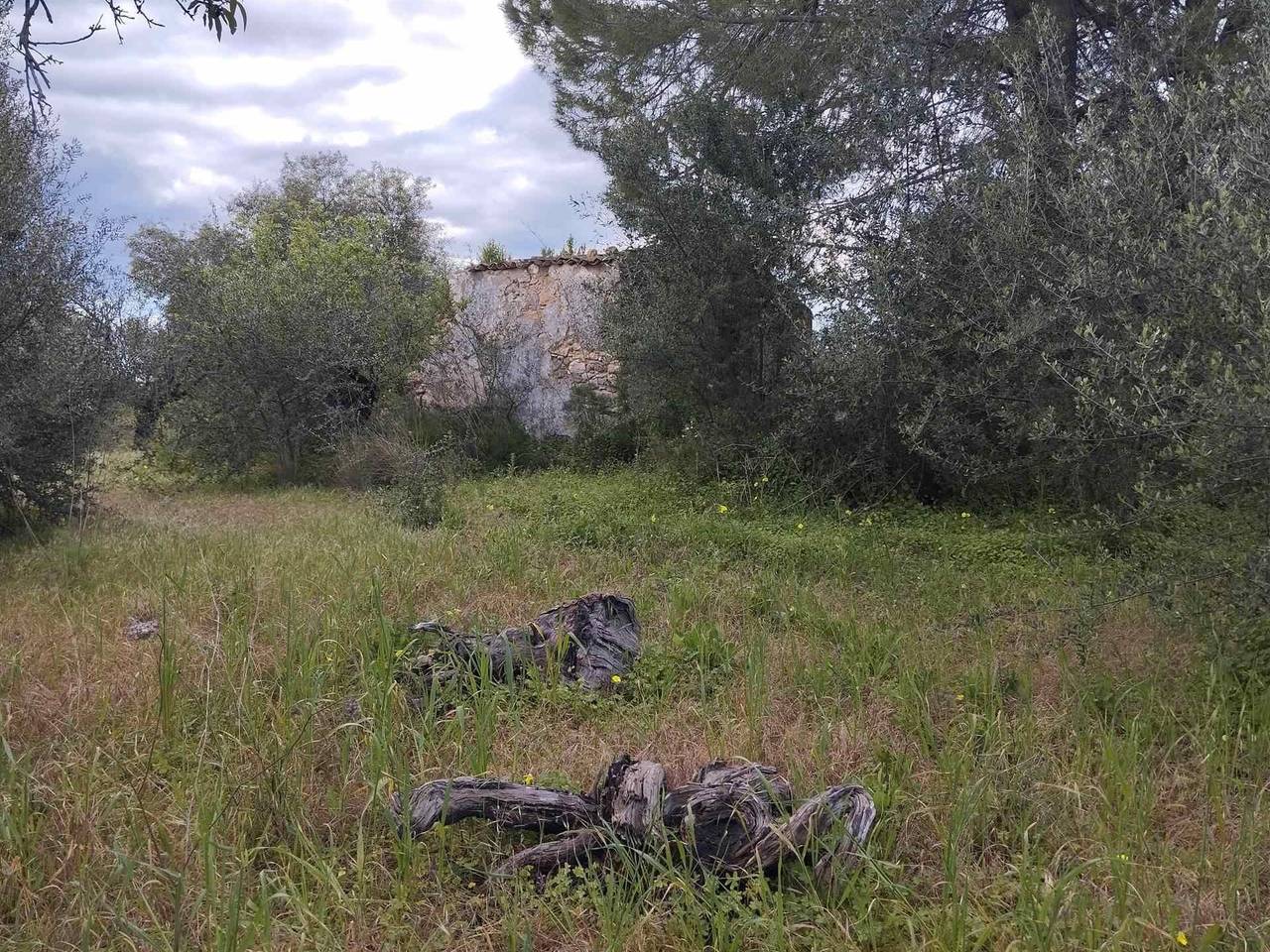 immagine annuncio 6 di 12