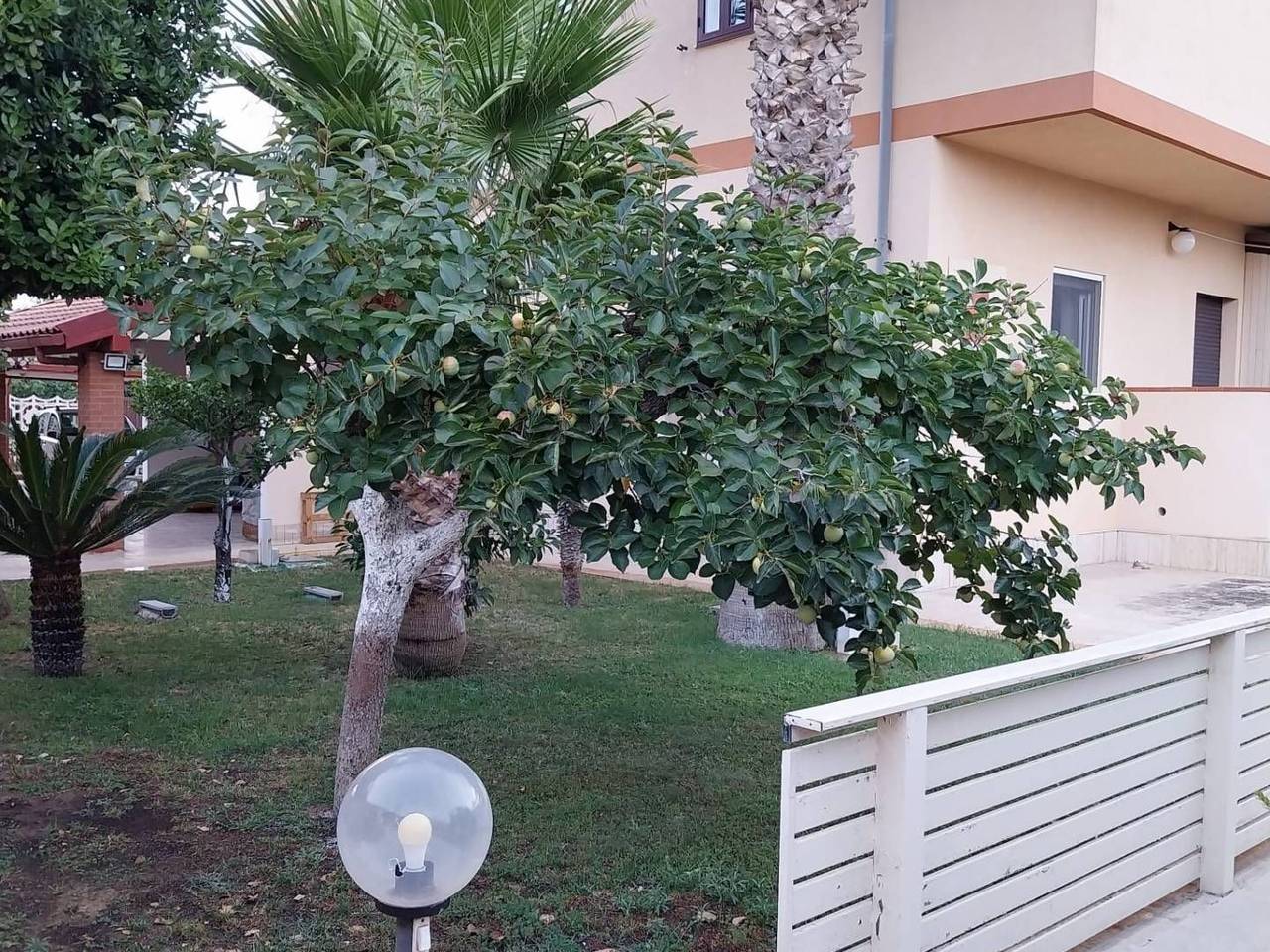 immagine annuncio 3 di 8