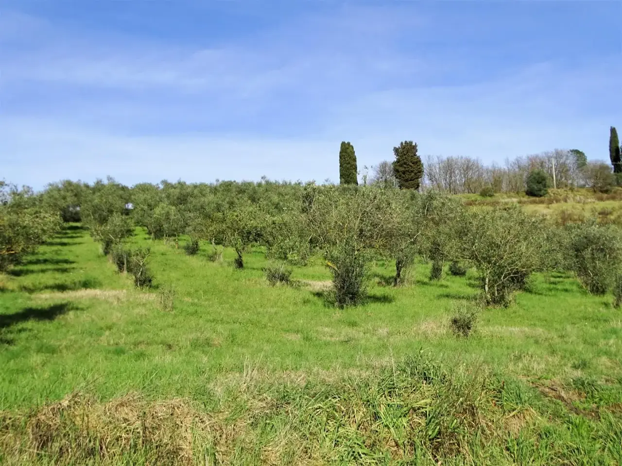 Azienda agricola in , San Miniato, {3} - Foto 1