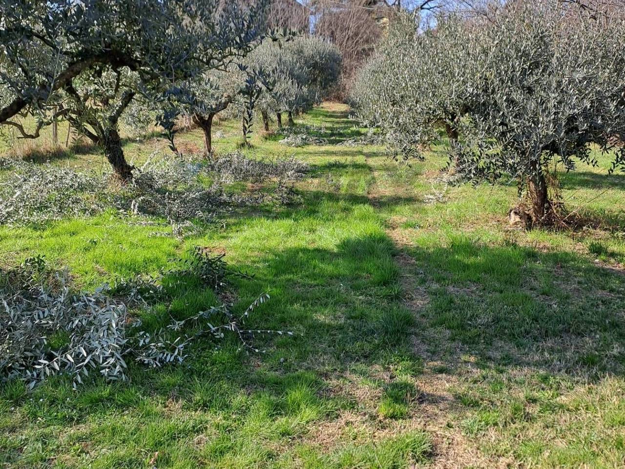 immagine annuncio 2 di 7