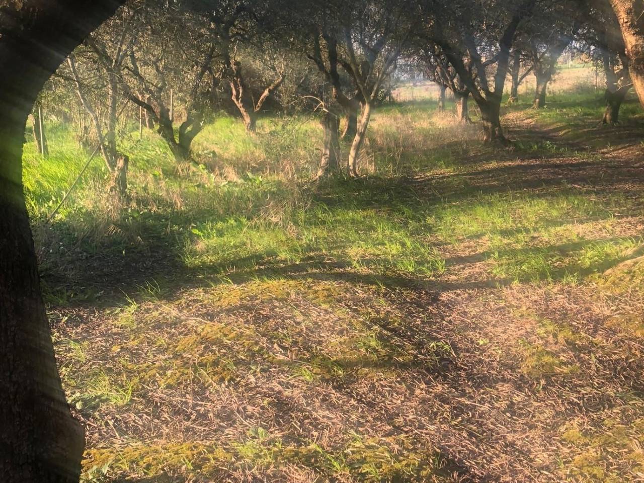 immagine annuncio 2 di 7