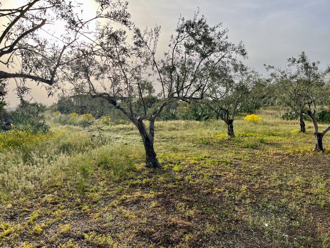 immagine annuncio 3 di 6