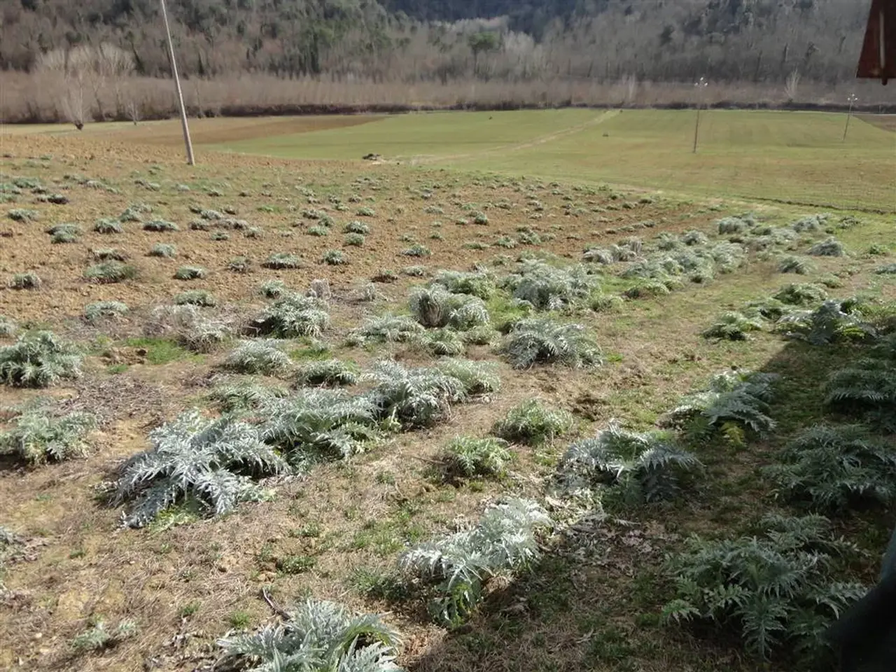 Azienda agricola in Via II Giugno, 33/a, Certaldo, Firenze, Certaldo, {3} - Foto 2
