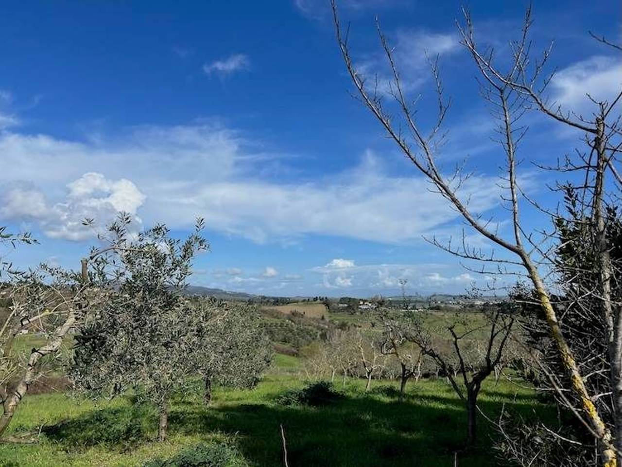 immagine annuncio 2 di 6