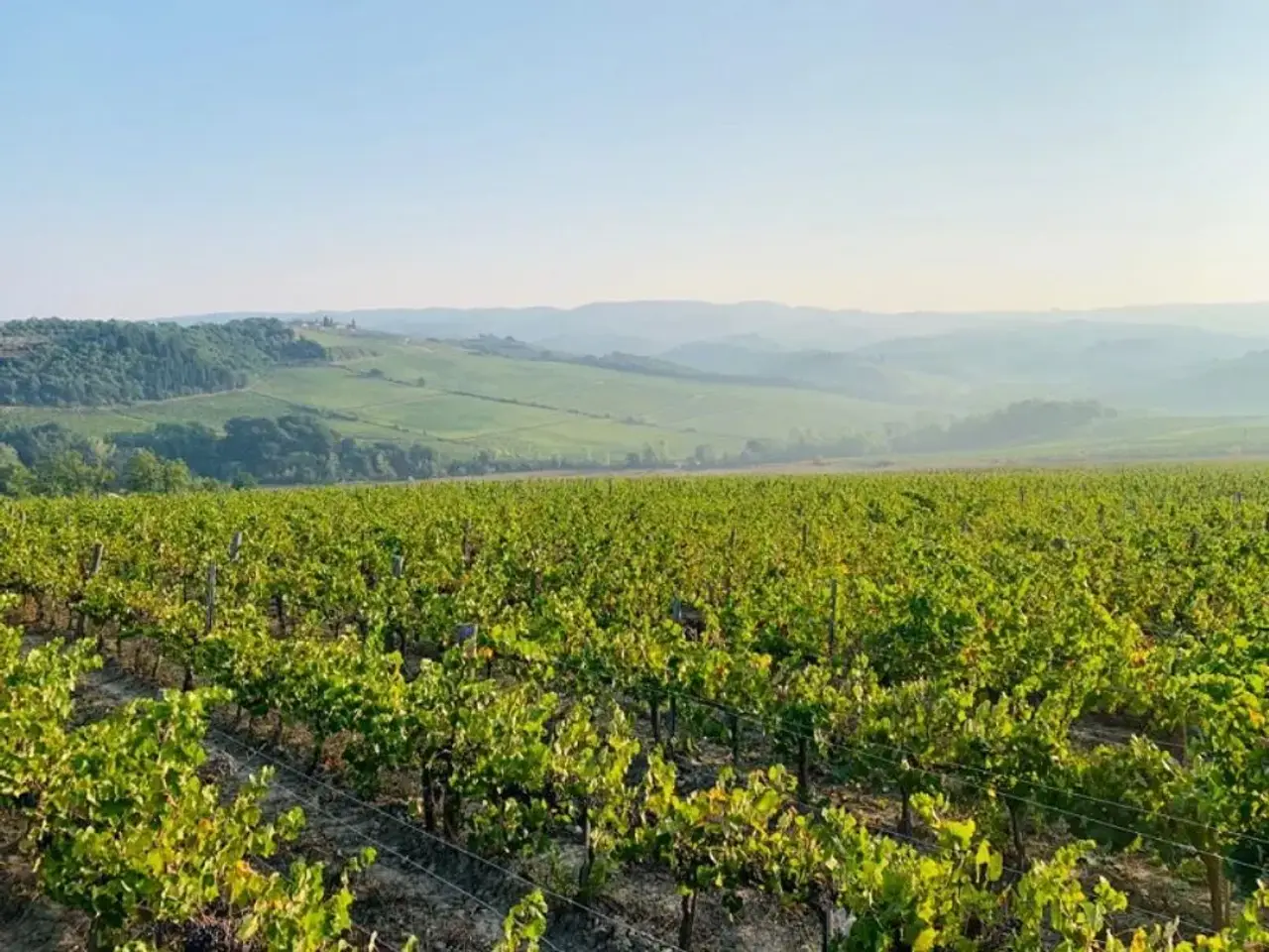 Azienda agricola in , Castellina In Chianti, {3} - Foto 1