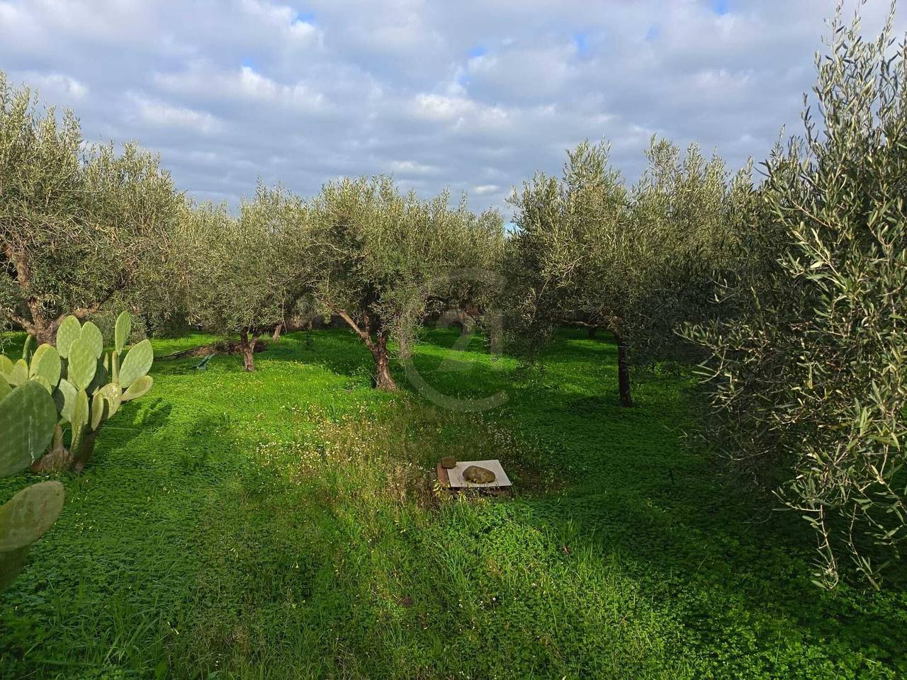 immagine annuncio 6 di 11