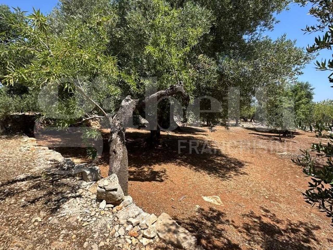 immagine annuncio 7 di 12