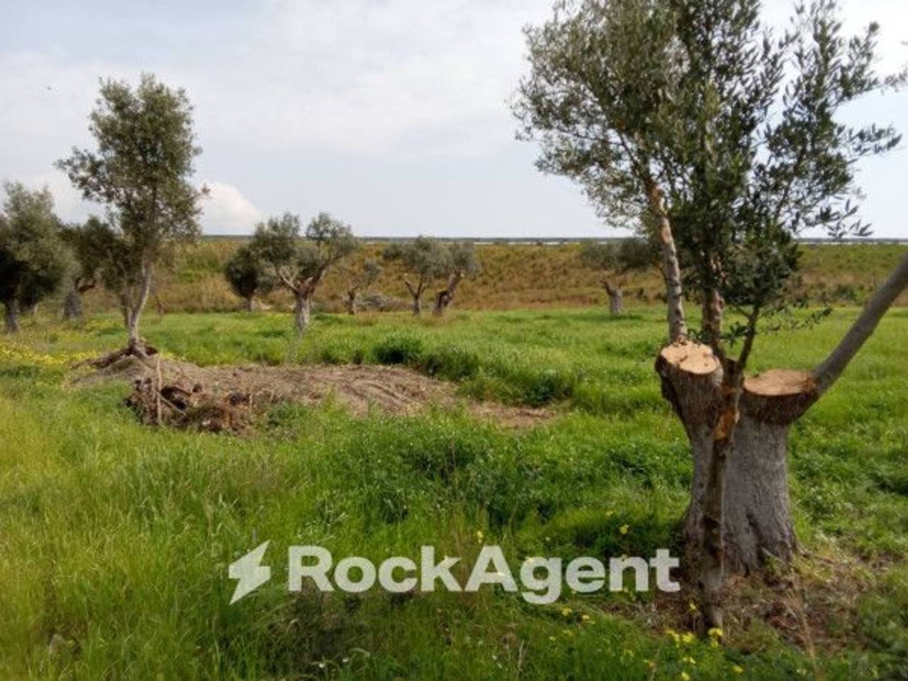 immagine annuncio 5 di 12