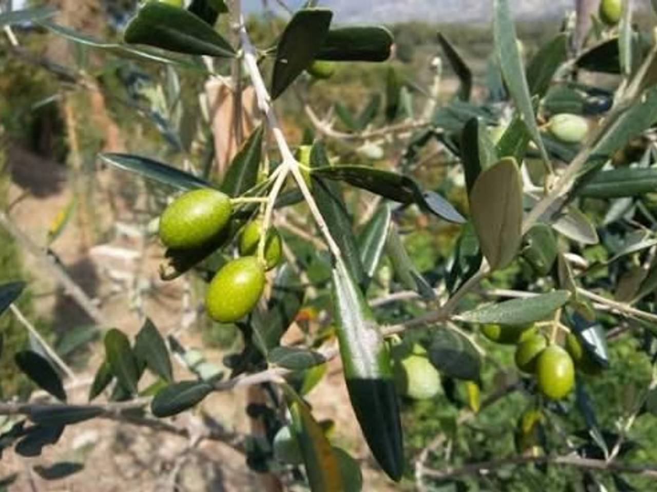immagine annuncio 4 di 6