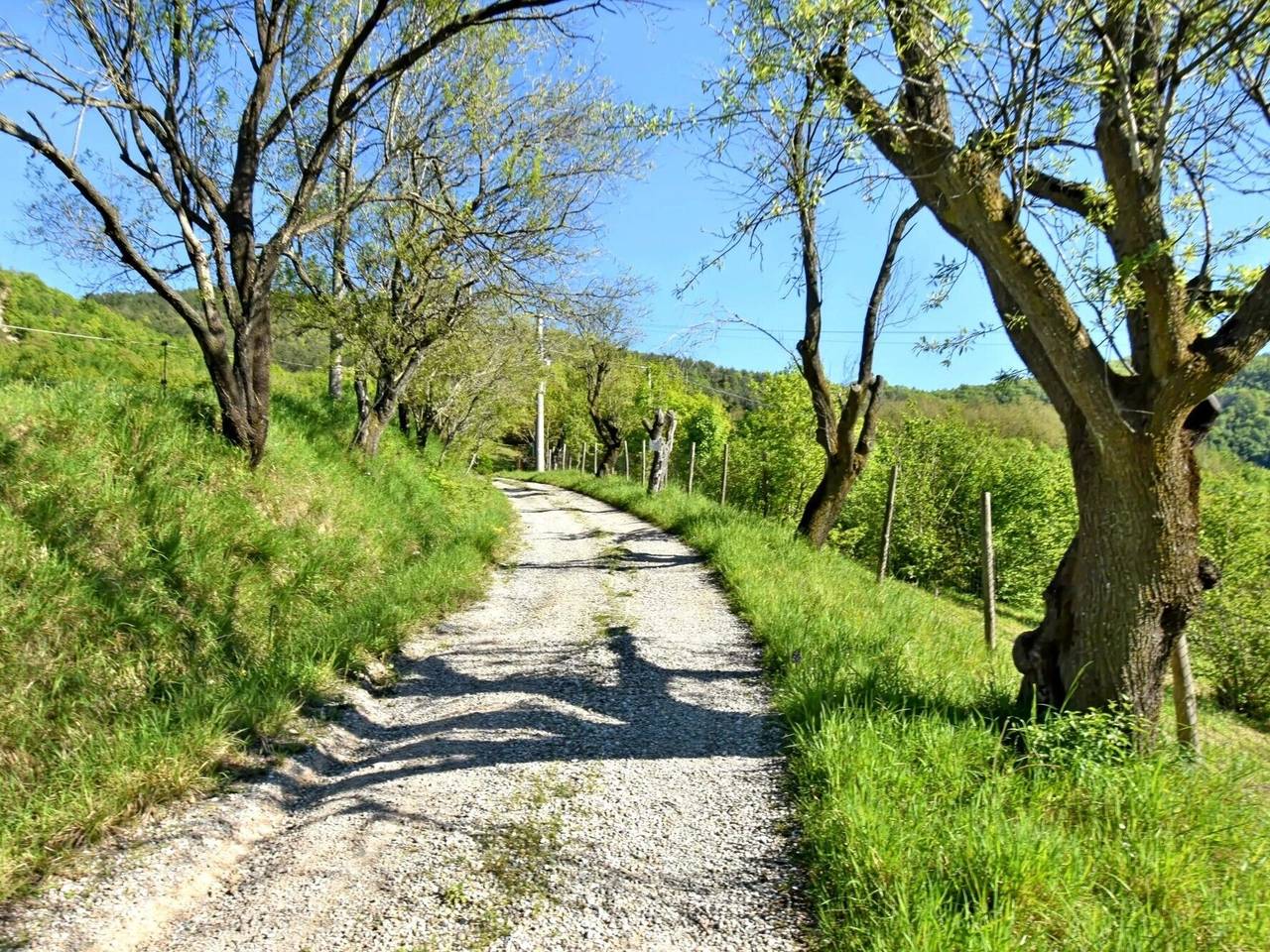 immagine annuncio 8 di 14