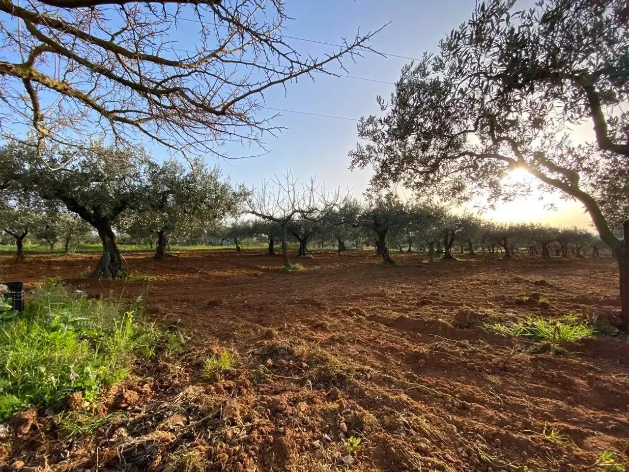 Magazzino in Castelvetrano, Trapani, Sicilia, 91022, Italia, Castelvetrano, {3} - Foto 2