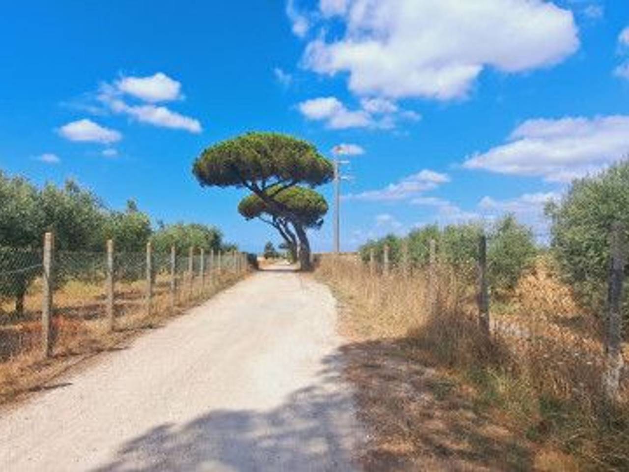 immagine annuncio 2 di 14