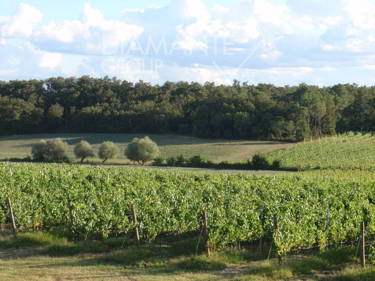 immagine annuncio 9 di 14