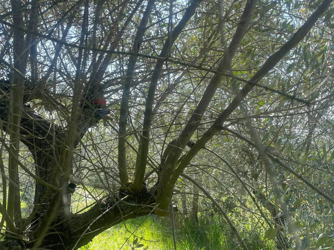 immagine annuncio 5 di 7