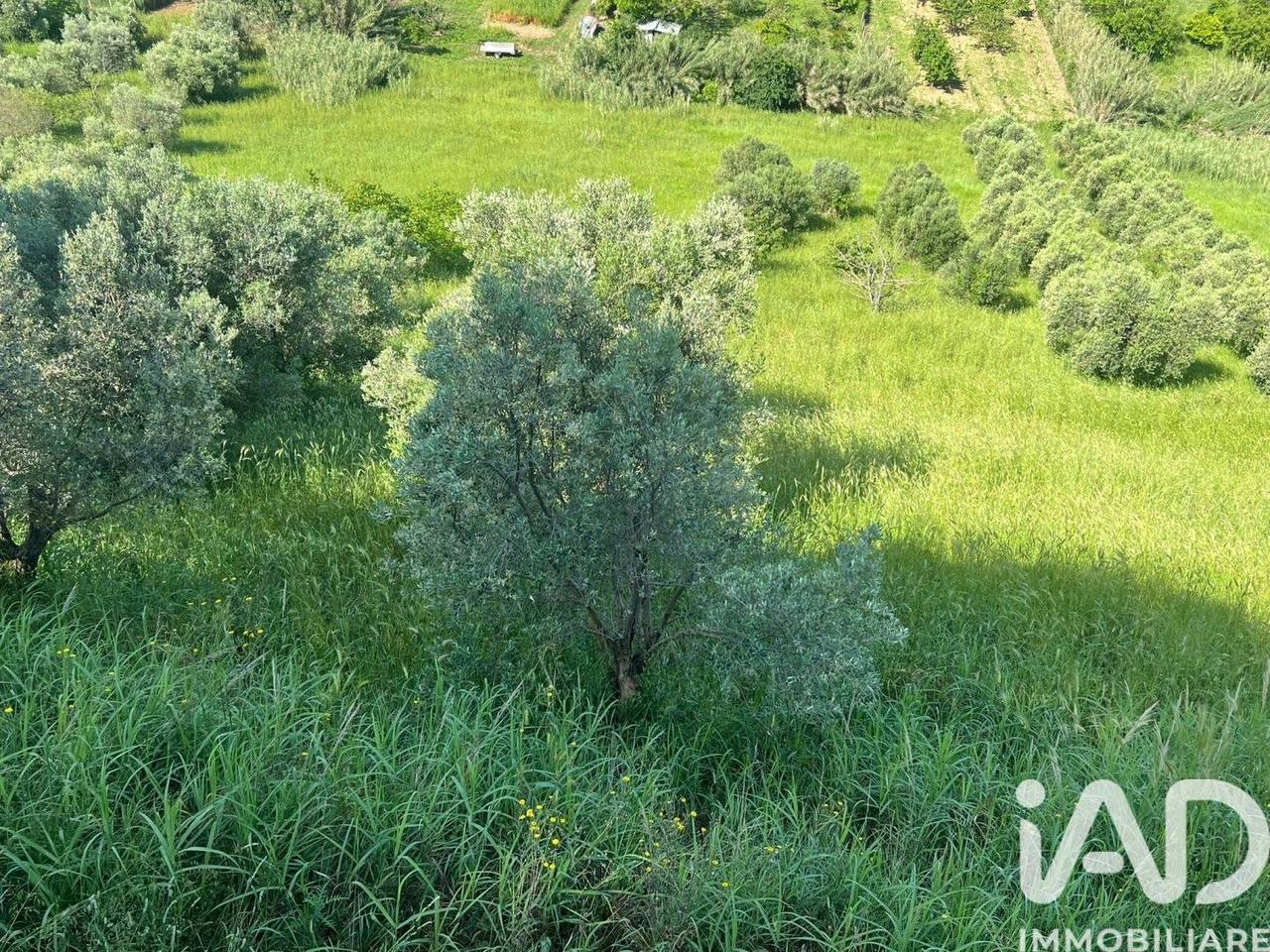 immagine annuncio 5 di 12