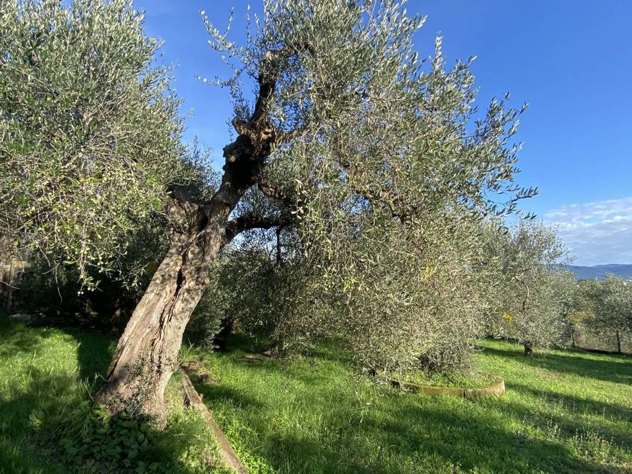 immagine annuncio 2 di 11