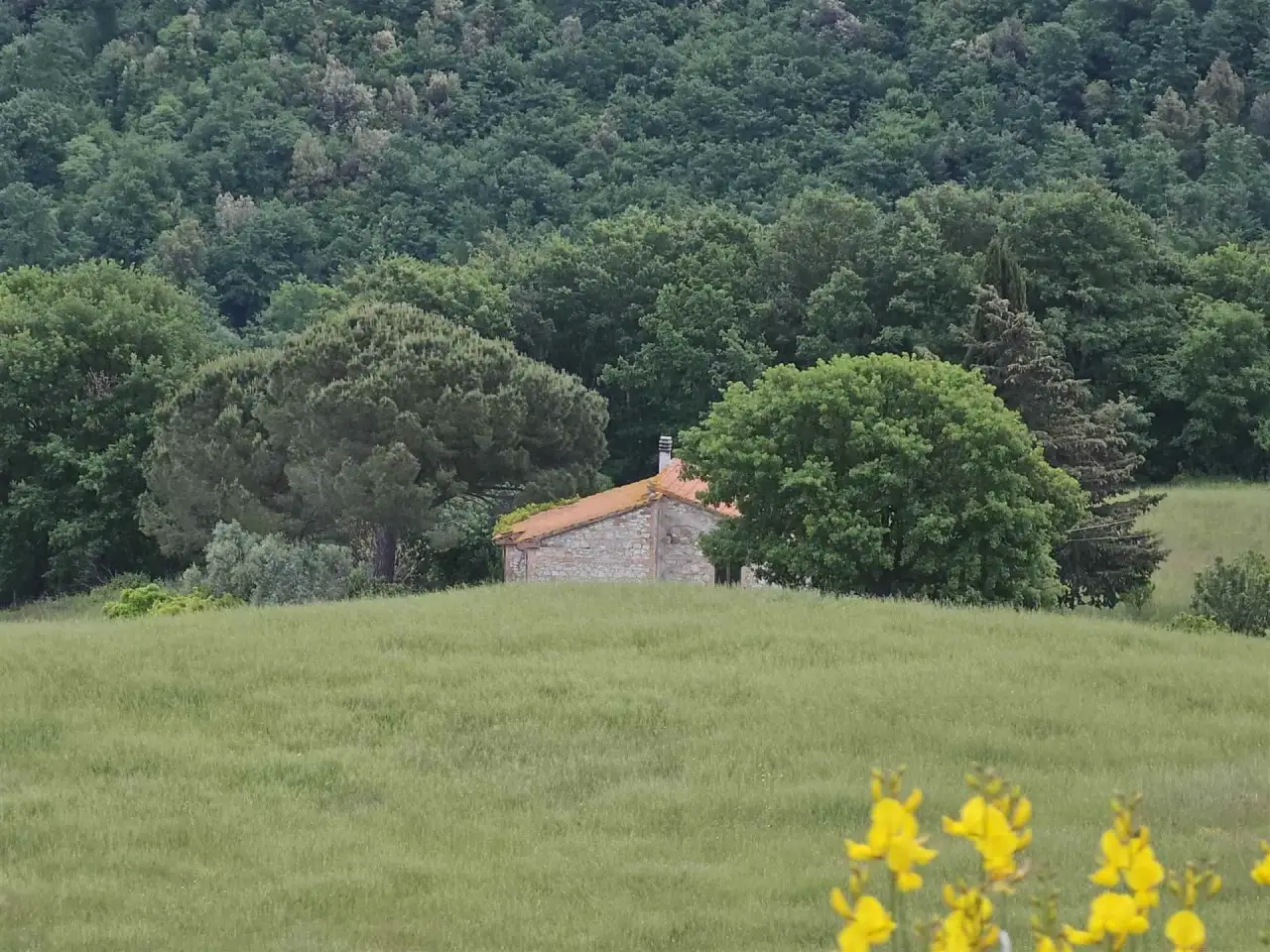 Azienda agricola in , Castelnuovo Val Di Cecina, {3} - Foto 2