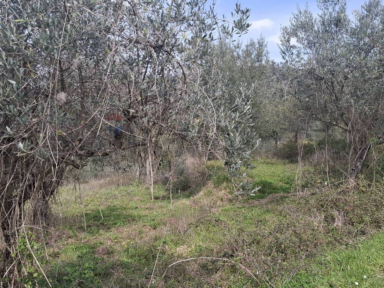 immagine annuncio 5 di 9