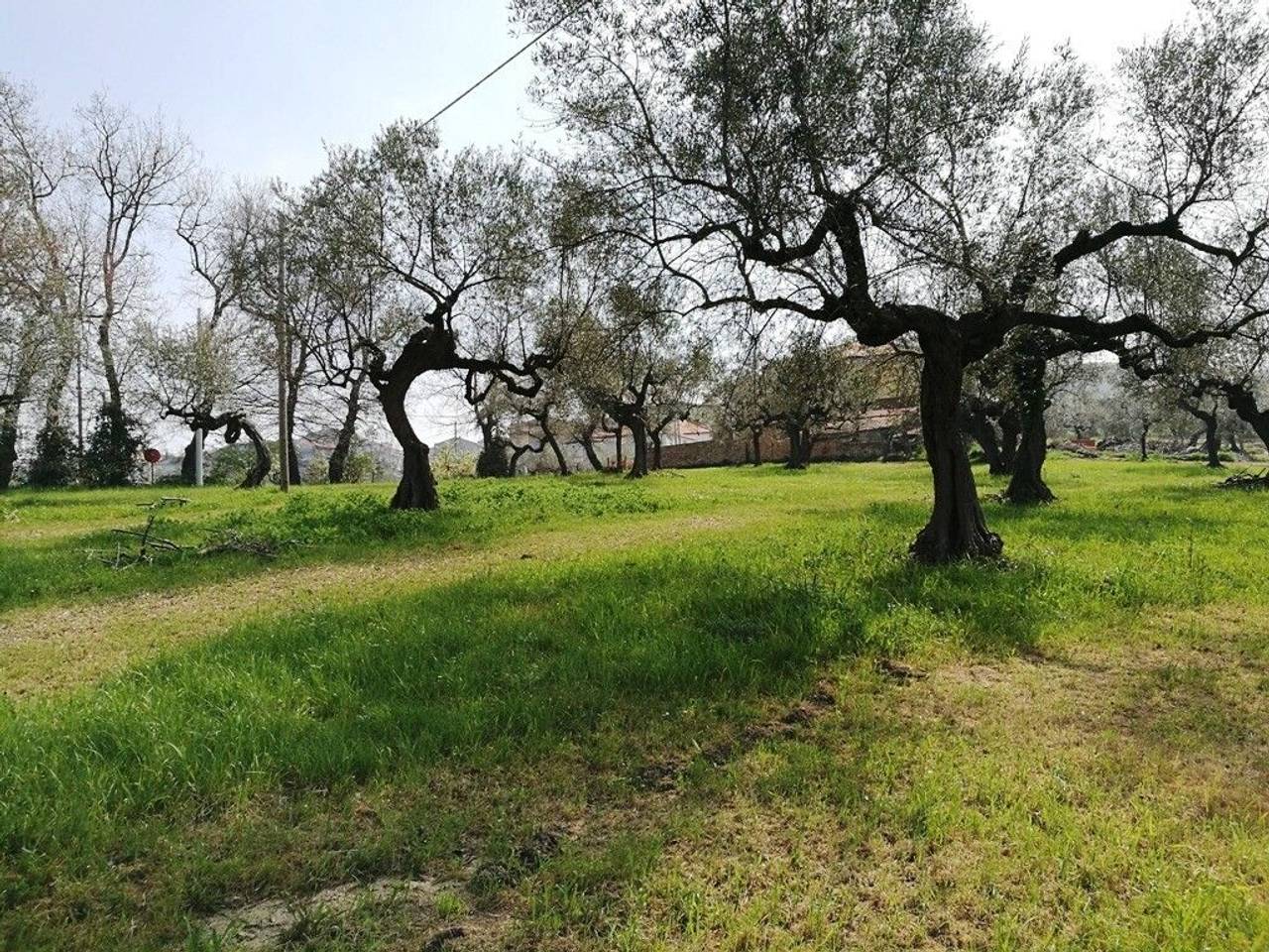 immagine annuncio 12 di 14