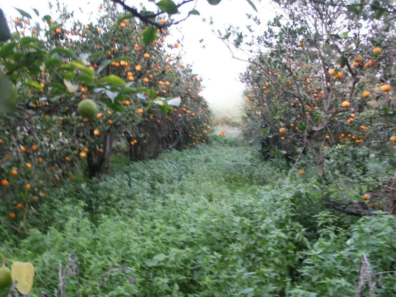 Magazzino in , Mazara Del Vallo, {3} - Foto 2